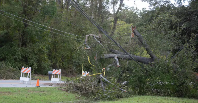 trees limbs falling on power lines during a hurricane in North Carolina