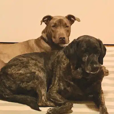 Two dogs named indy and tug cuddling together