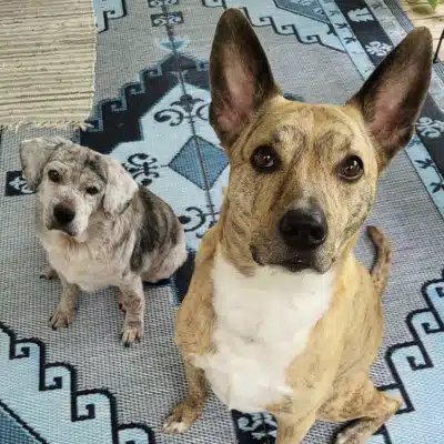 Two dogs named Maybelle and Raylan sitting on a rug looking at the camera