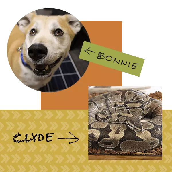 Bonnie the office dog and clyde the office snake
