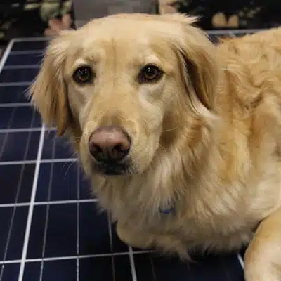 A golden lab named shea sitting on a solar panel