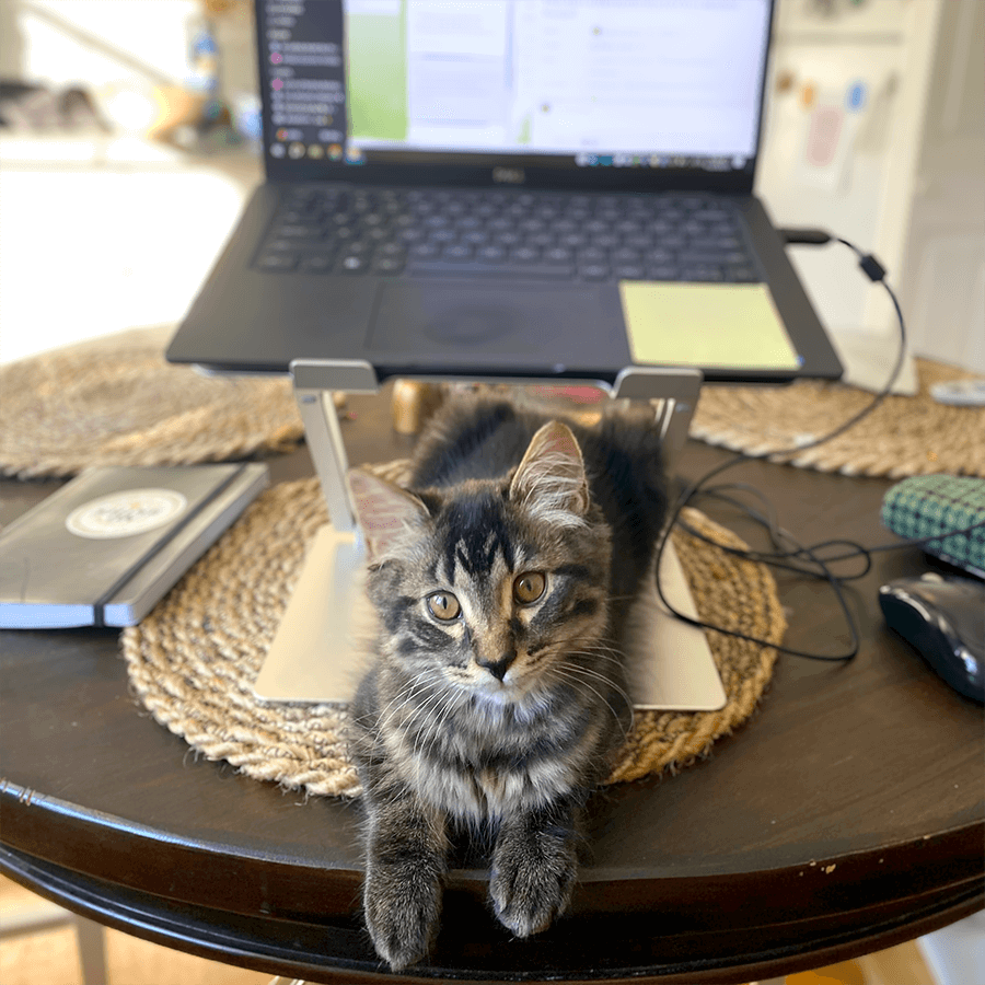 Ginko, a brown and black cat, sitting in front of a laptop at a kitchen table while working remotely at Southern Energy