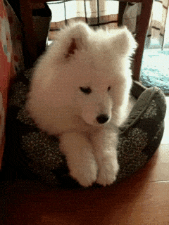 Gif of a fluffy puppy being cute