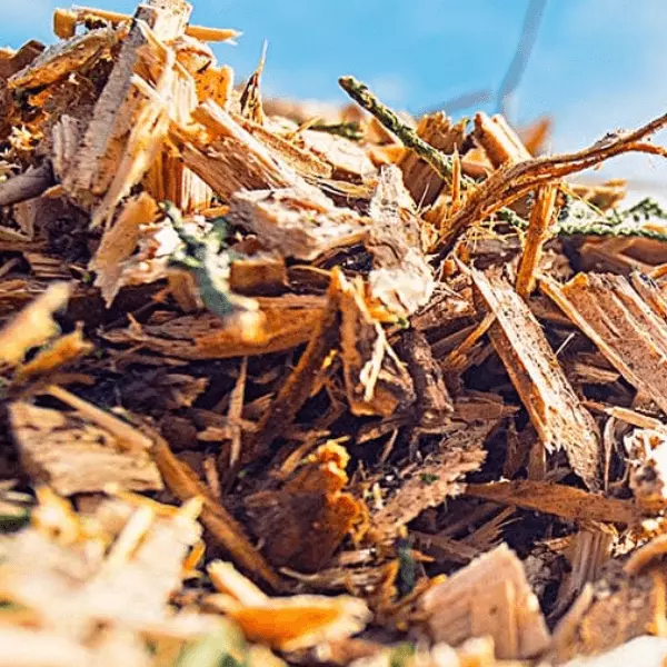 Pile of free wood chips from Leaf & Limb
