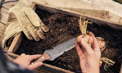 person dividing bulbs with a hori hori knife in the garden from barebones living