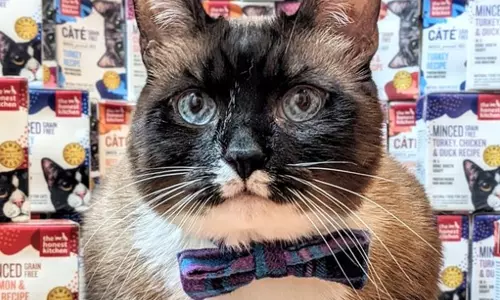 grumpy looking cat wearing a bow tie and sitting in front of a wall of products from the honest kitchen